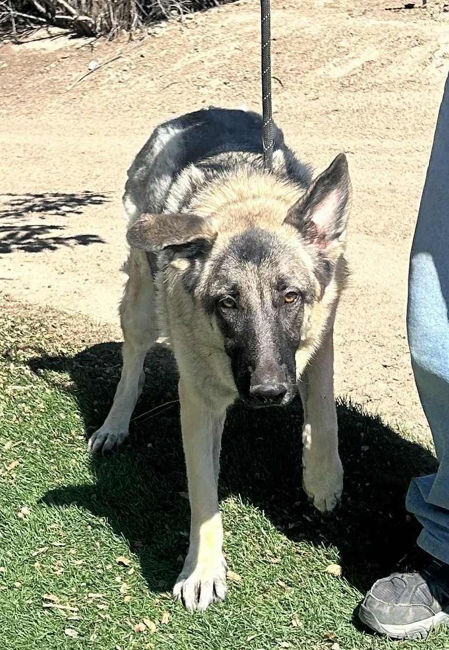 Enlarge Luna, a Adoptable German Shepherd Dog in Ventura, CA image 5/6