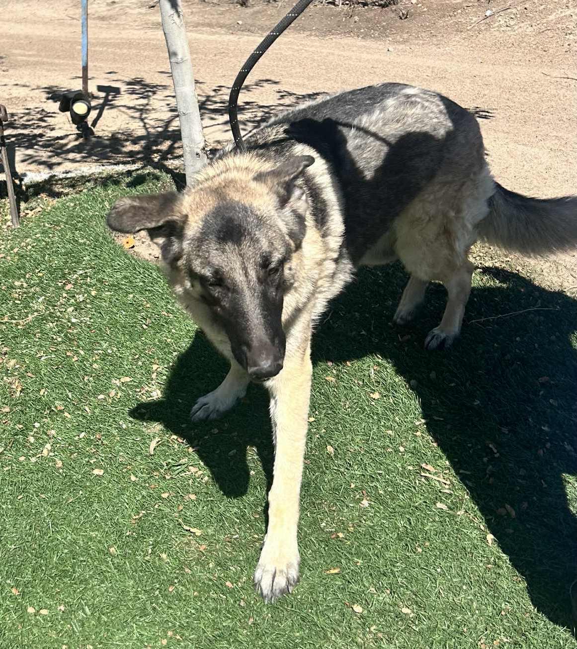 Enlarge Luna, a Adoptable German Shepherd Dog in Ventura, CA image 6/6