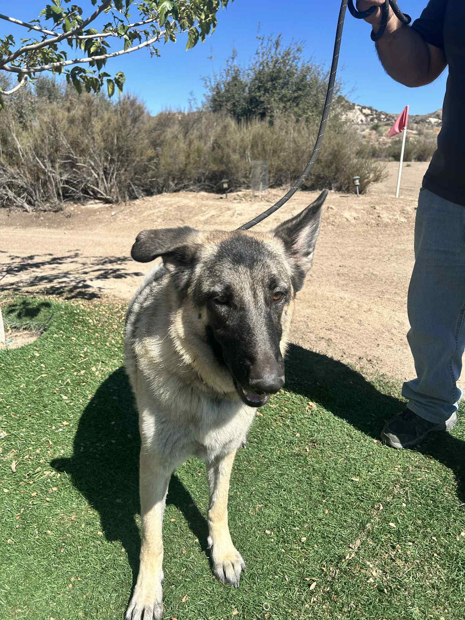 Luna, Adoptable, Young Female German Shepherd Dog.