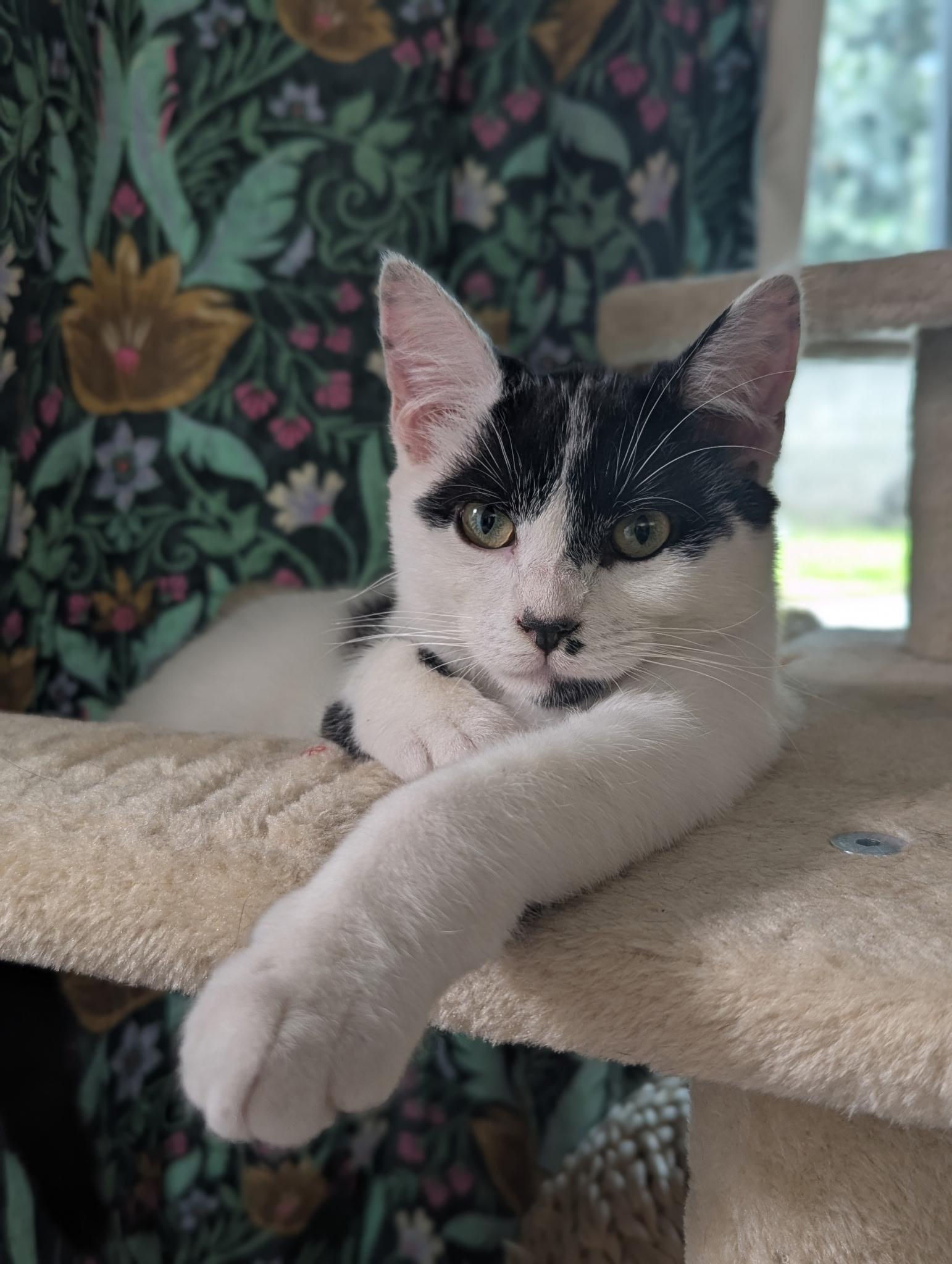 Enlarge Tim, a ADOPTABLE Tuxedo in Fresno, CA image 2/5