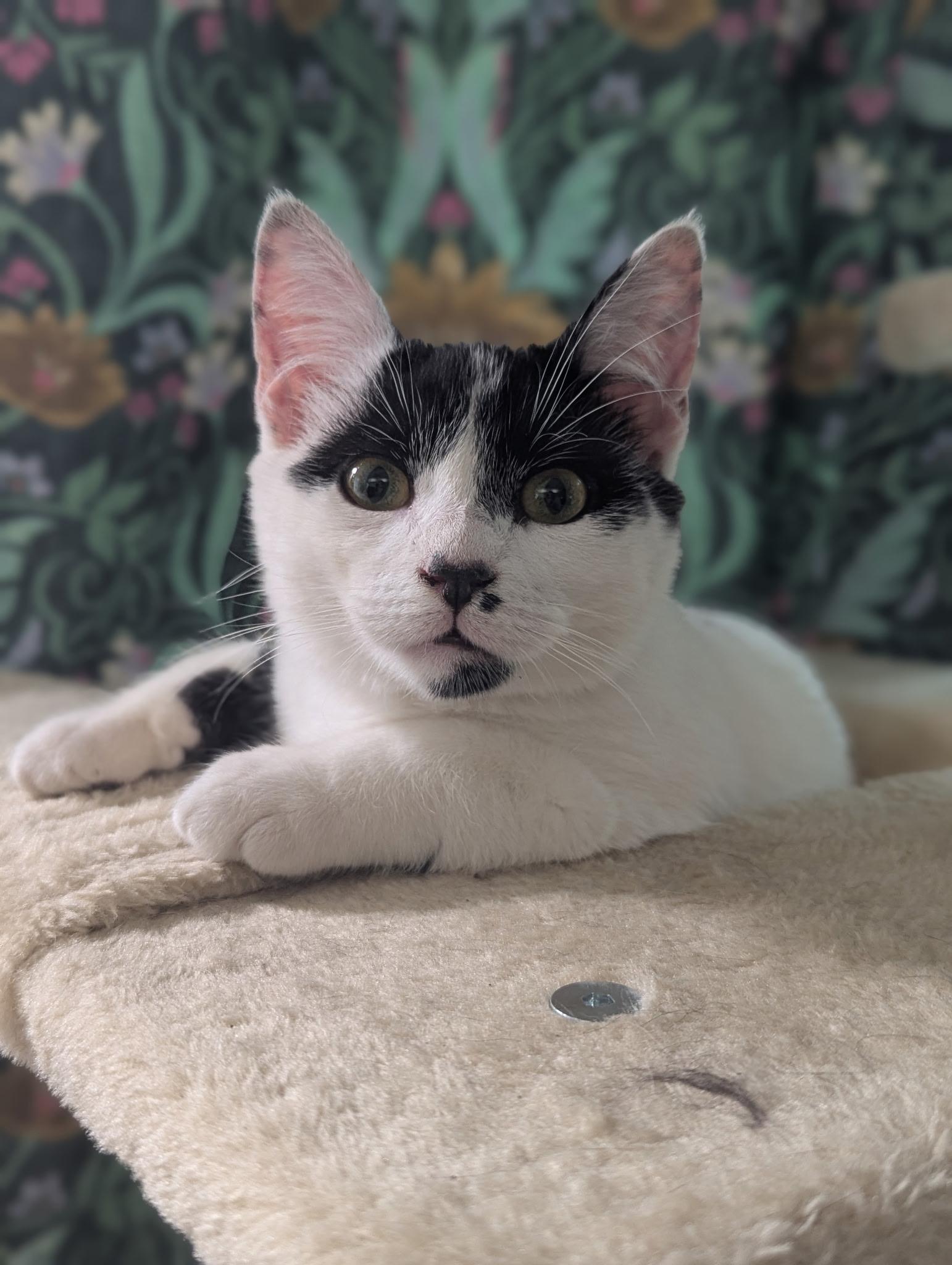 Tim, ADOPTABLE, Kitten Male Tuxedo.