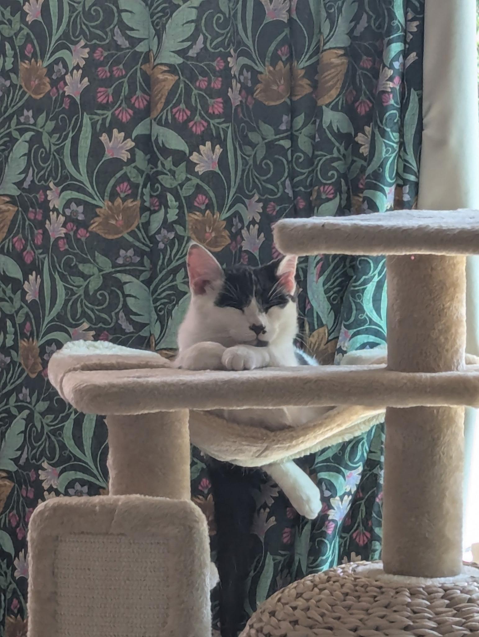 Enlarge Tim, a ADOPTABLE Tuxedo in Fresno, CA image 4/5
