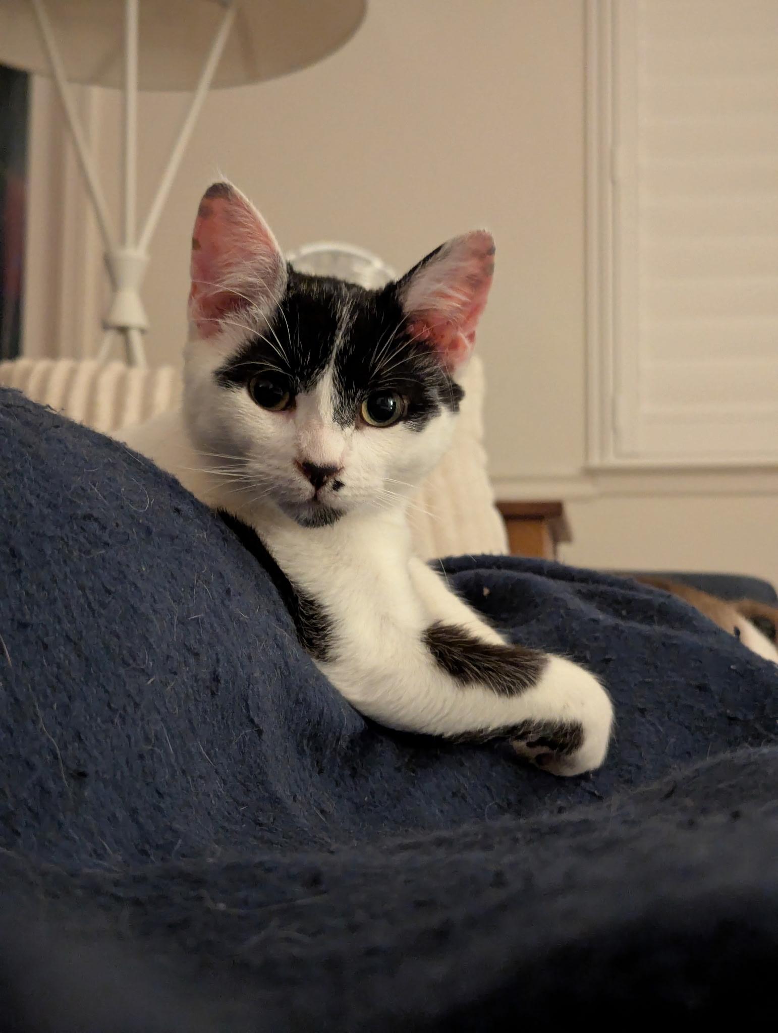 Enlarge Tim, a ADOPTABLE Tuxedo in Fresno, CA image 5/5