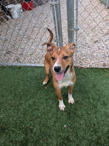 Yzma, Adoptable, Puppy Female Mixed Breed & Mixed Breed.