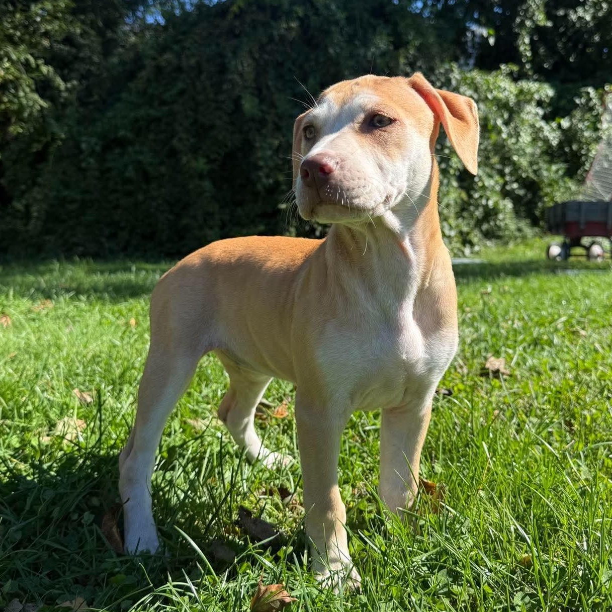 Pam, Adoptable, Puppy Female Labrador Retriever.