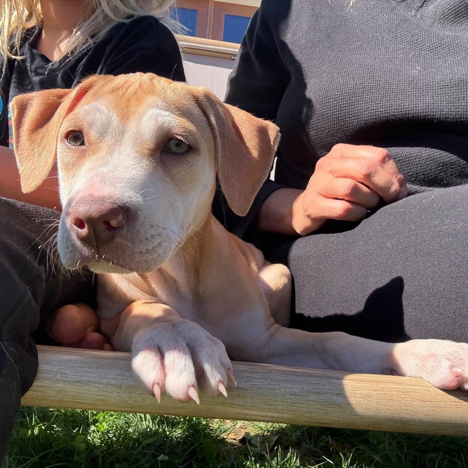 Enlarge Pam, a Adoptable mixed breed in Portsmouth, RI image 4/5