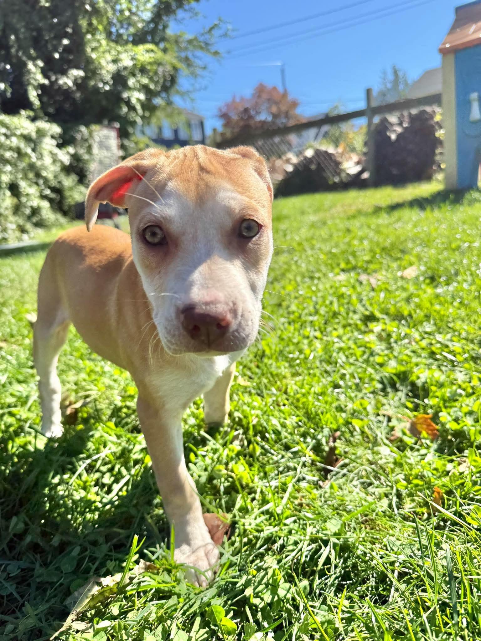Enlarge Pam, a Adoptable mixed breed in Portsmouth, RI image 3/5