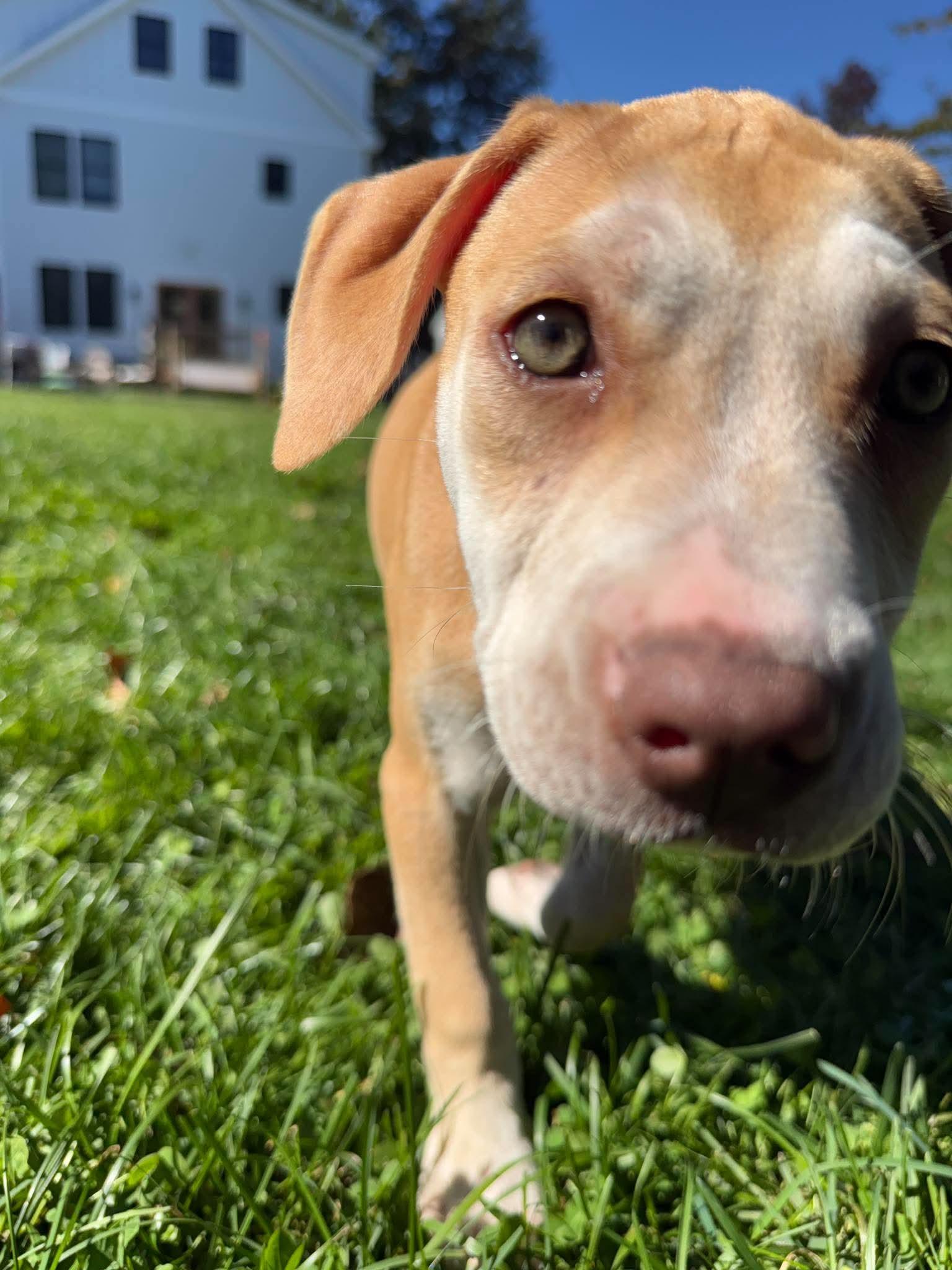Enlarge Pam, a Adoptable mixed breed in Portsmouth, RI image 2/5