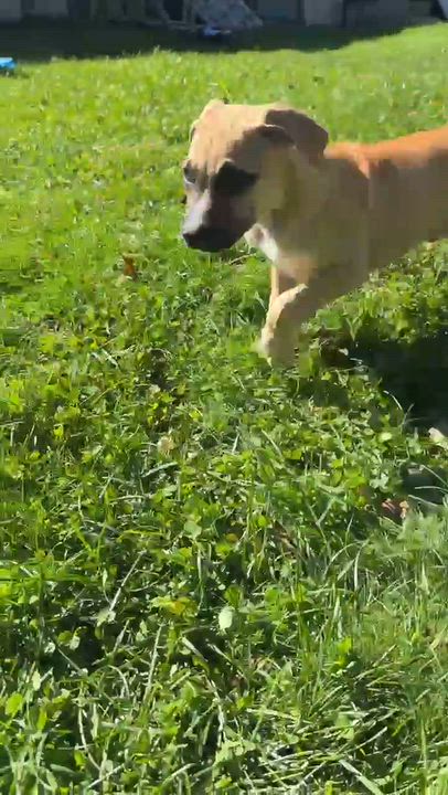 Enlarge Pam, a Adoptable mixed breed in Portsmouth, RI video 5/5