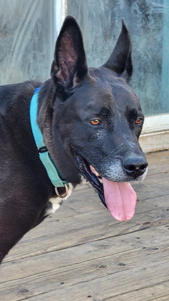 Enlarge Koda, a Adoptable mixed breed in Reno, NV image 1/1