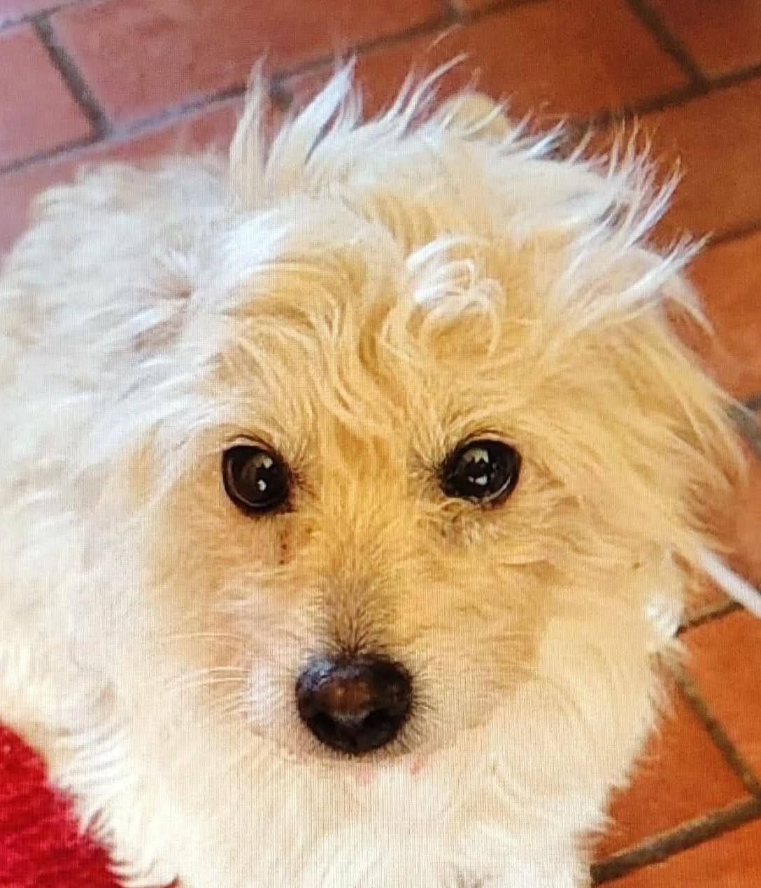 Snowdrop, Adoptable, Adult Female Poodle & Havanese.