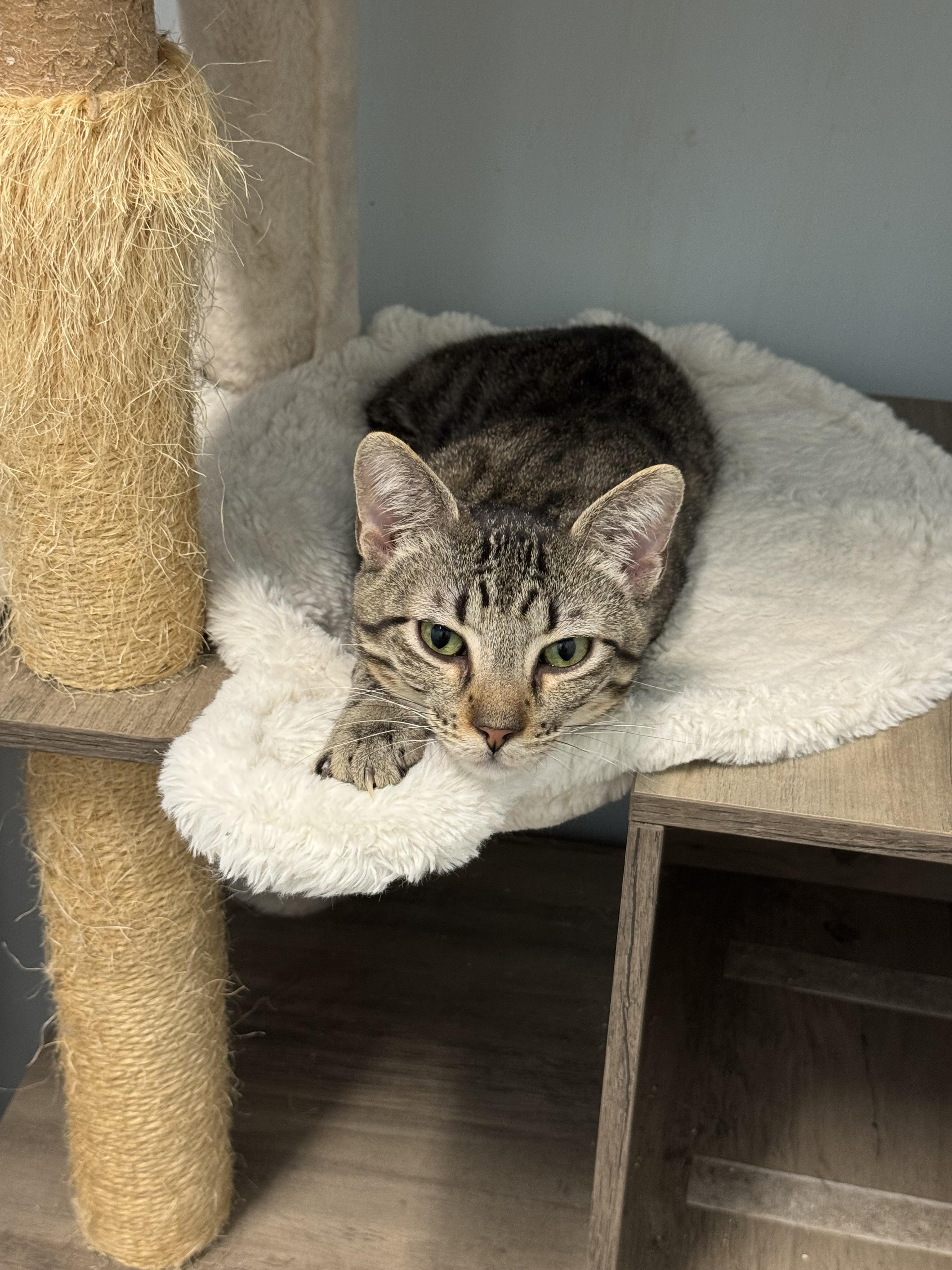 Enlarge Lumpkin, a Adopted Domestic Short Hair in Leesville, LA image 1/3