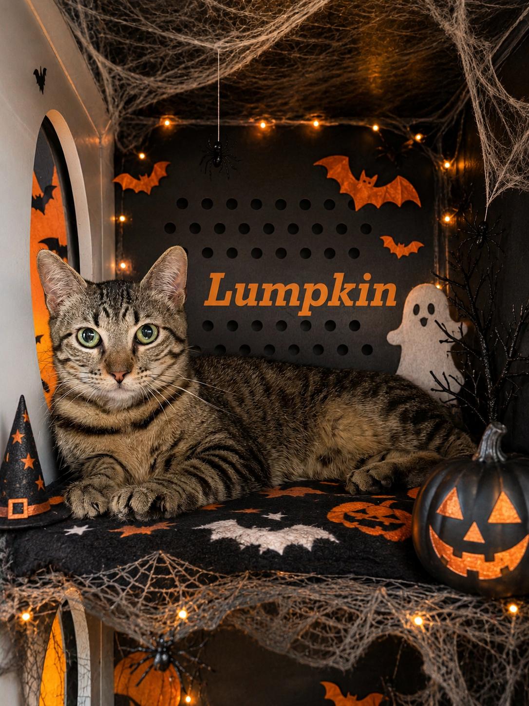 Enlarge Lumpkin, a Adopted Domestic Short Hair in Leesville, LA image 2/3