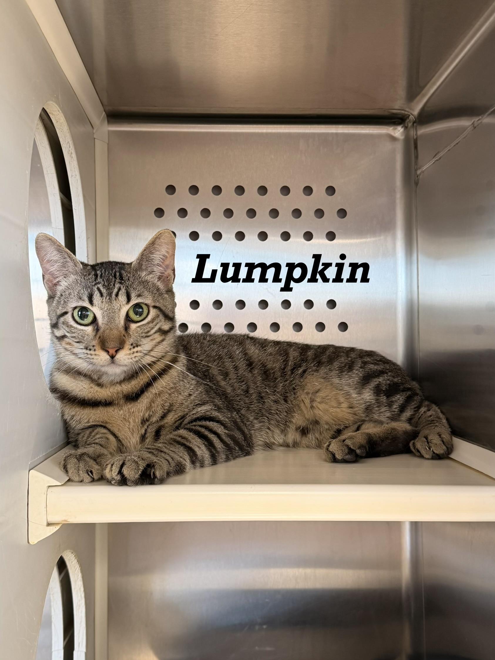 Enlarge Lumpkin, a Adopted Domestic Short Hair in Leesville, LA image 3/3