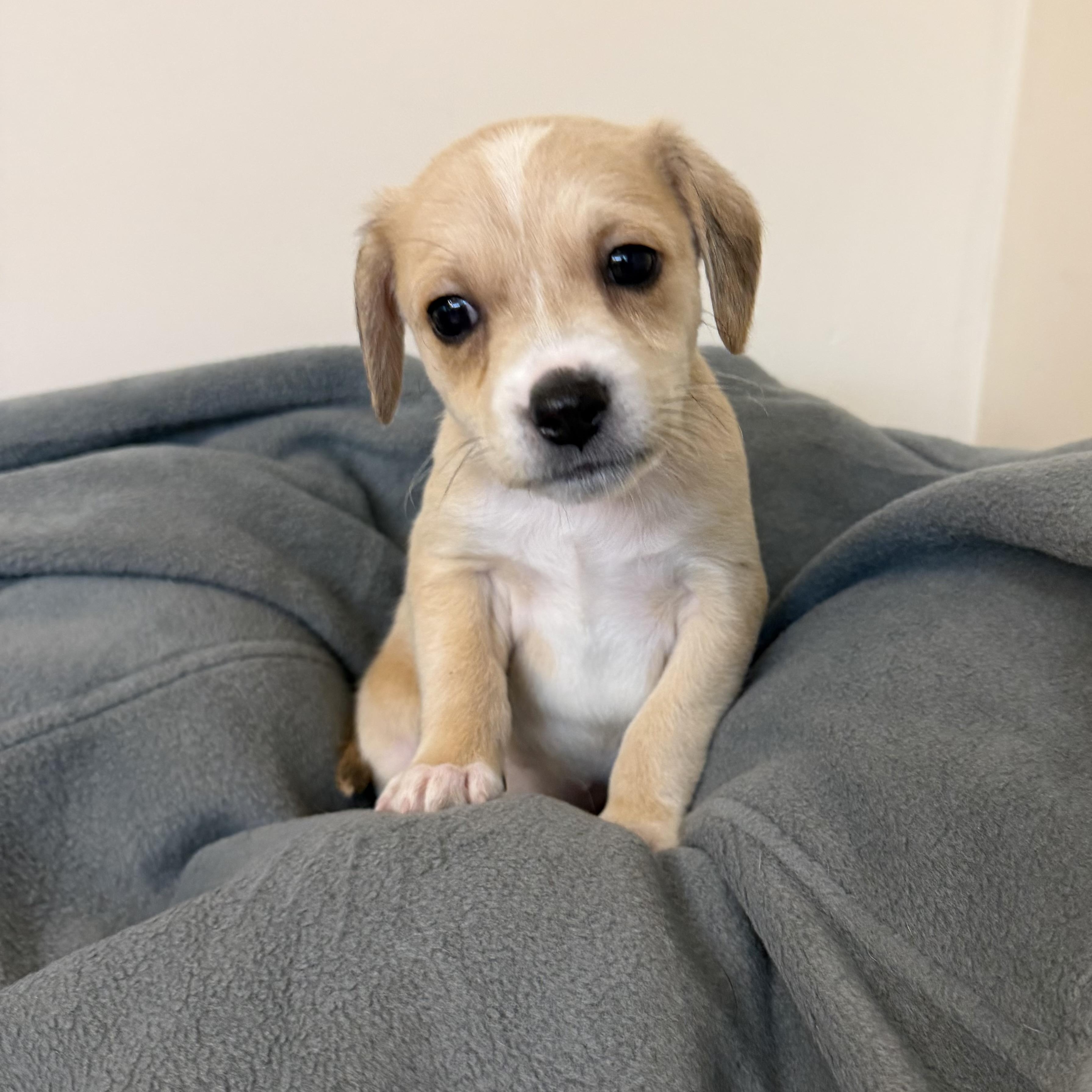 Waylon, Adoptable, Puppy Male Dachshund & Chihuahua.