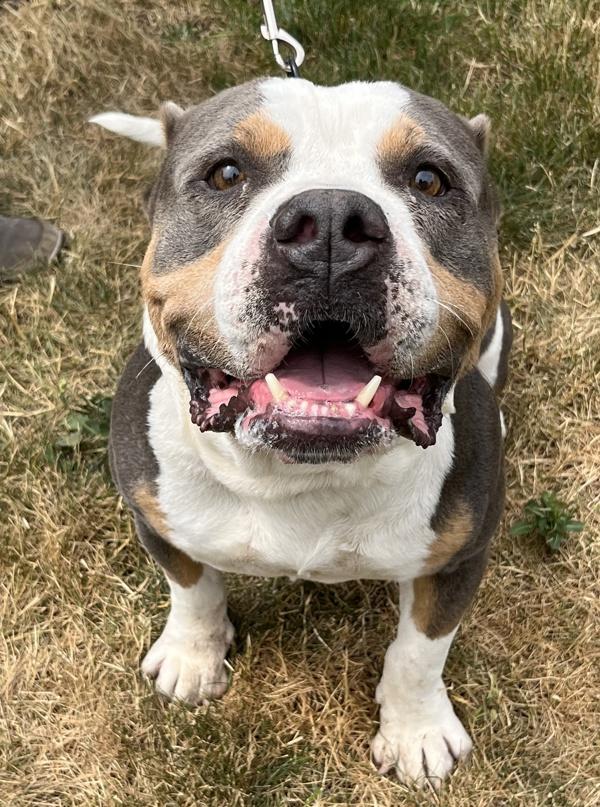 Enlarge Rocky, a Adoptable mixed breed in Salem, OR image 1/1