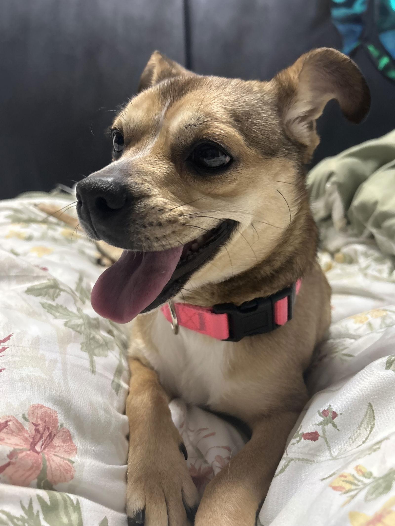 Annie FOSTER HOME NEEDED, Adoptable, Adult Female Chihuahua & Pug.