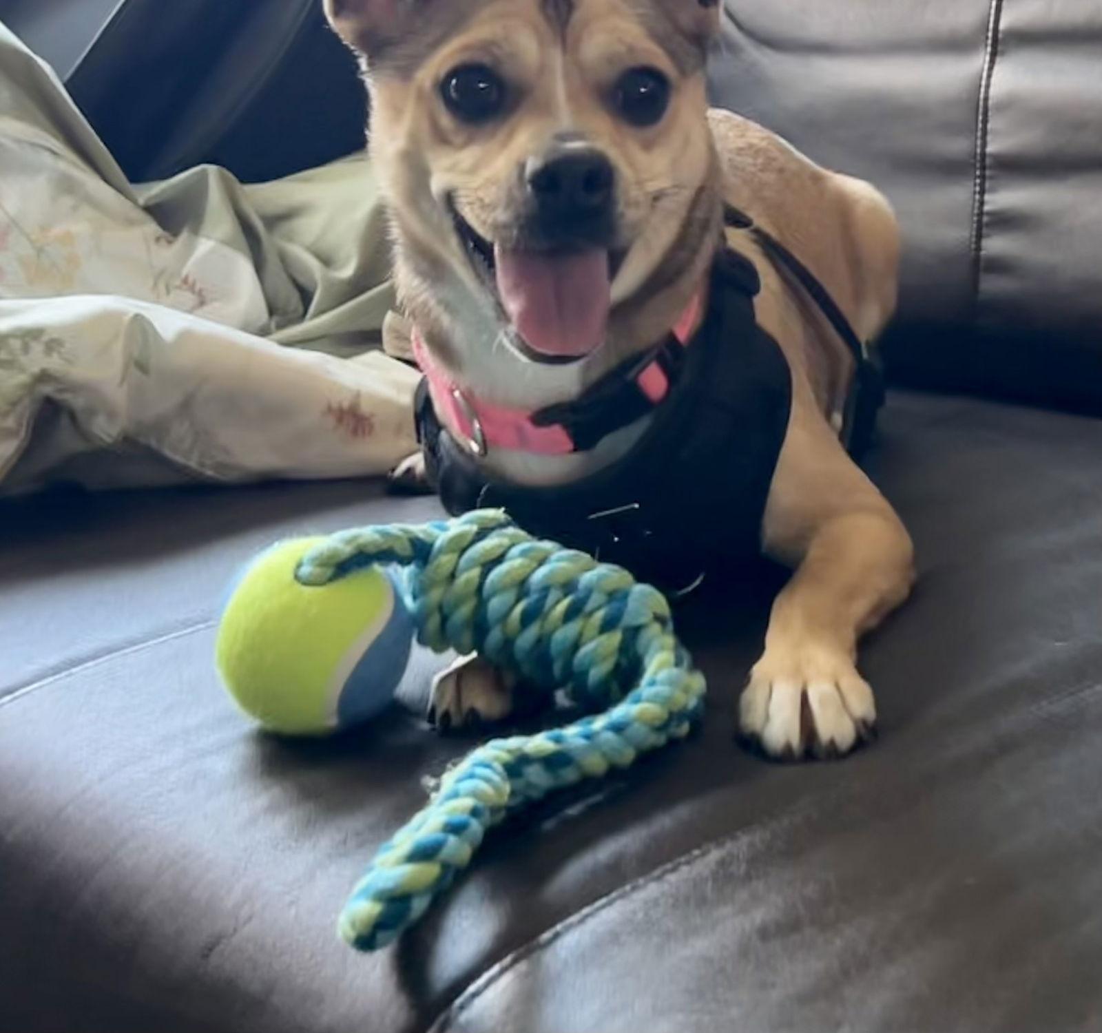 Enlarge Annie FOSTER HOME NEEDED, a Adoptable mixed breed in Herndon, VA image 2/3