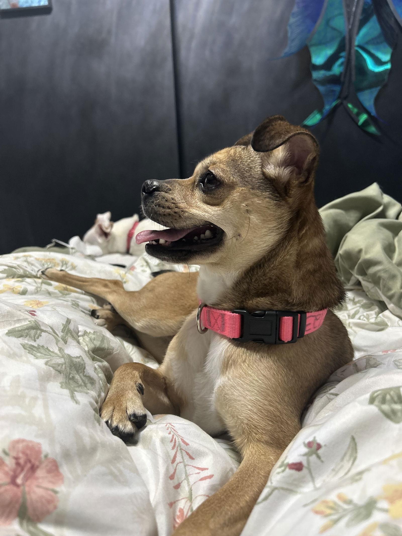 Enlarge Annie FOSTER HOME NEEDED, a Adoptable mixed breed in Herndon, VA image 3/3