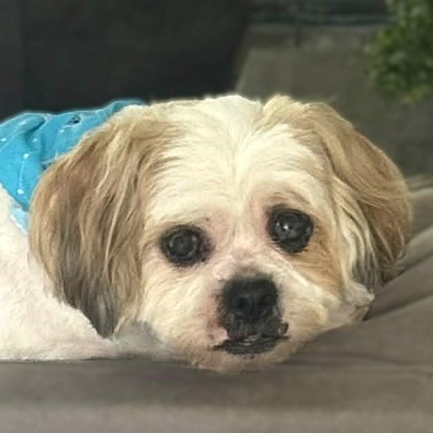 JUNIOR, Adoptable, Adult Male Lhasa Apso & Shih Tzu.