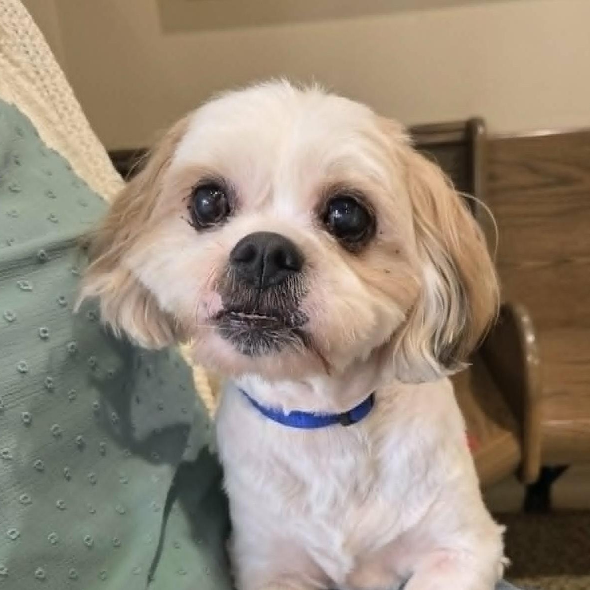 JUNIOR, a Adoptable mixed breed in Burton, MI image 3/5