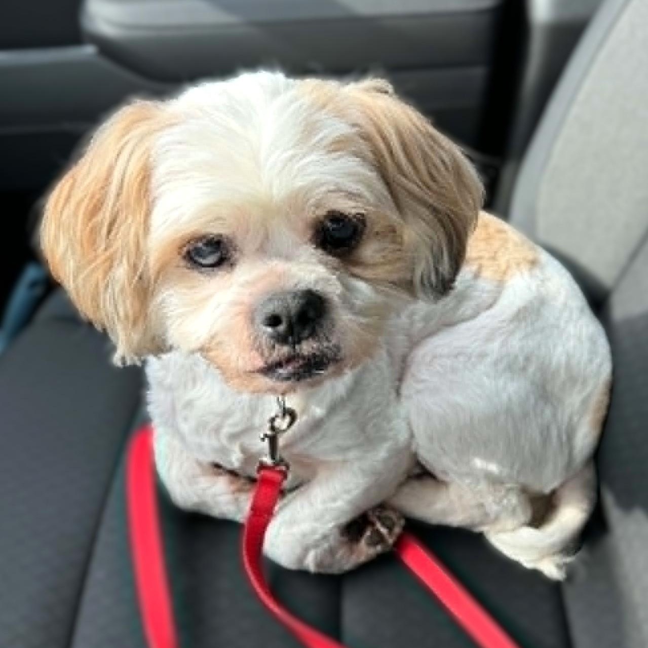 JUNIOR, a Adoptable mixed breed in Burton, MI image 2/5