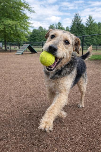 Enlarge REPPY, a Adoptable Irish Terrier in Globe, AZ image 1/1