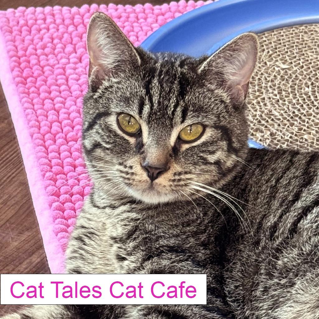 Dooley, Adoptable, Young Male Domestic Short Hair.