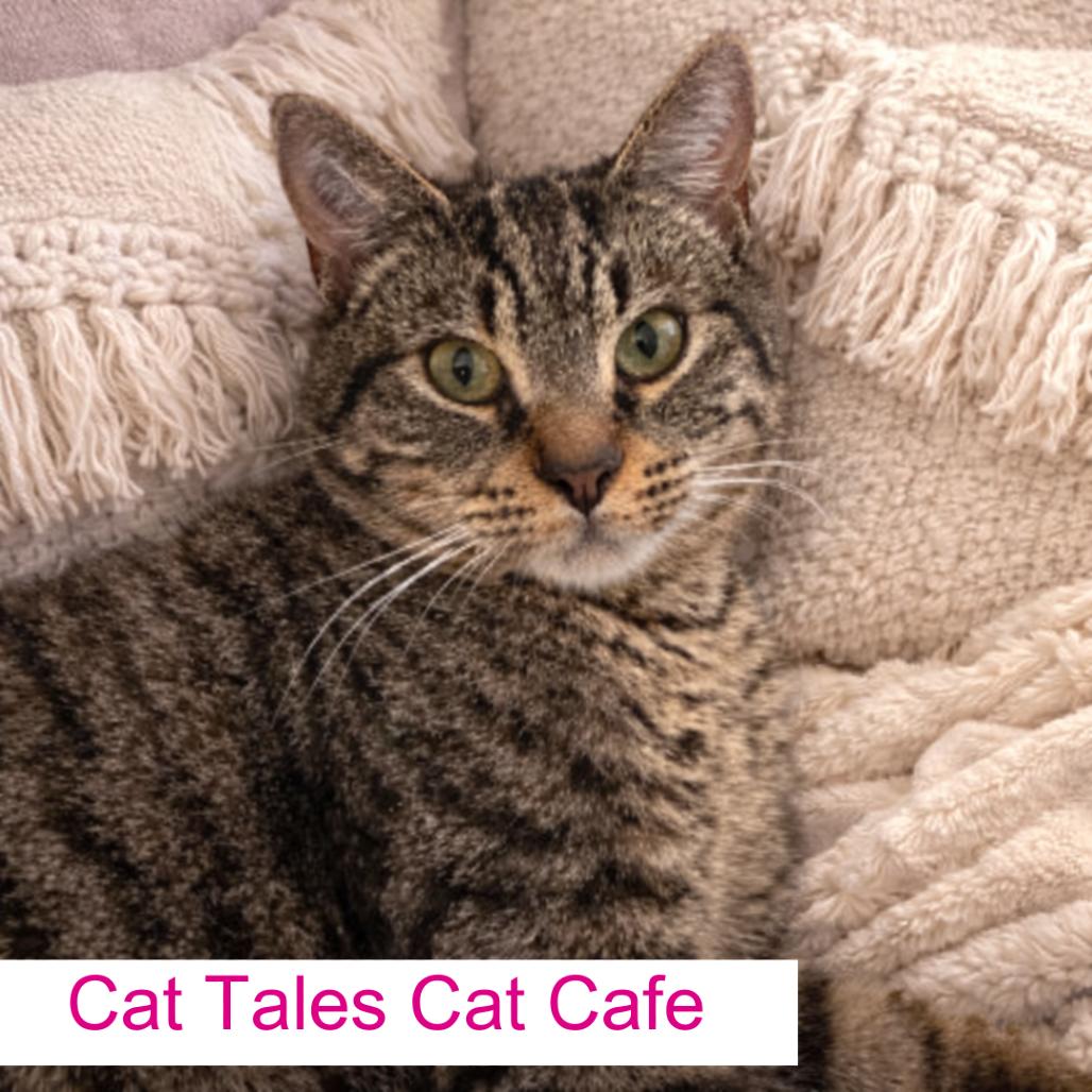 Dooley, a Adoptable Domestic Short Hair in Chapel Hill, NC image 1/3