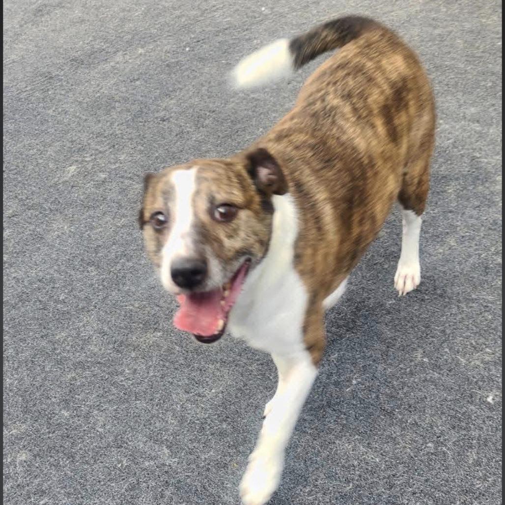 Tom, Adoptable, Adult Male Mixed Breed.