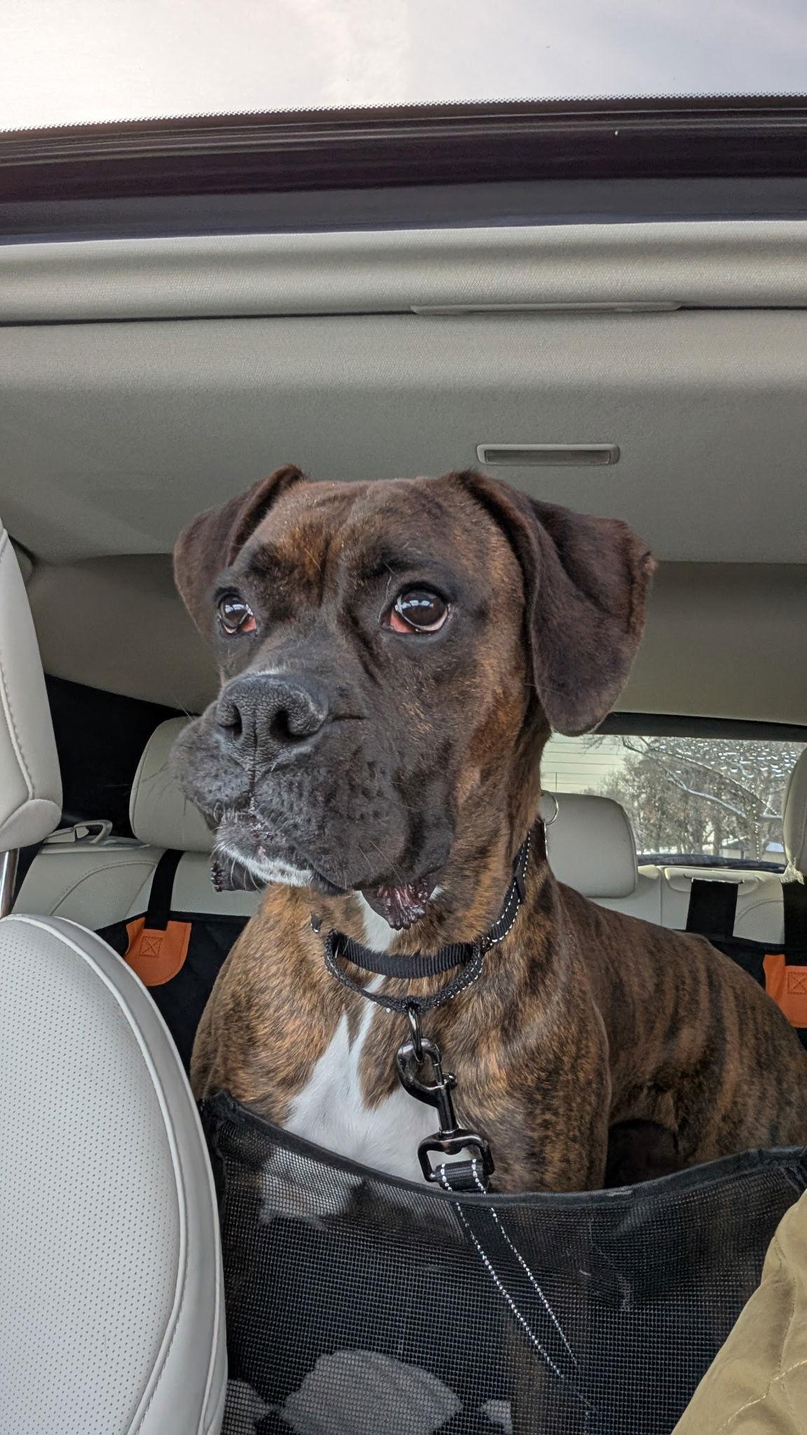 Rocket *In a Foster-to-Adopt Home *, Adoptable, Adult Male Boxer.