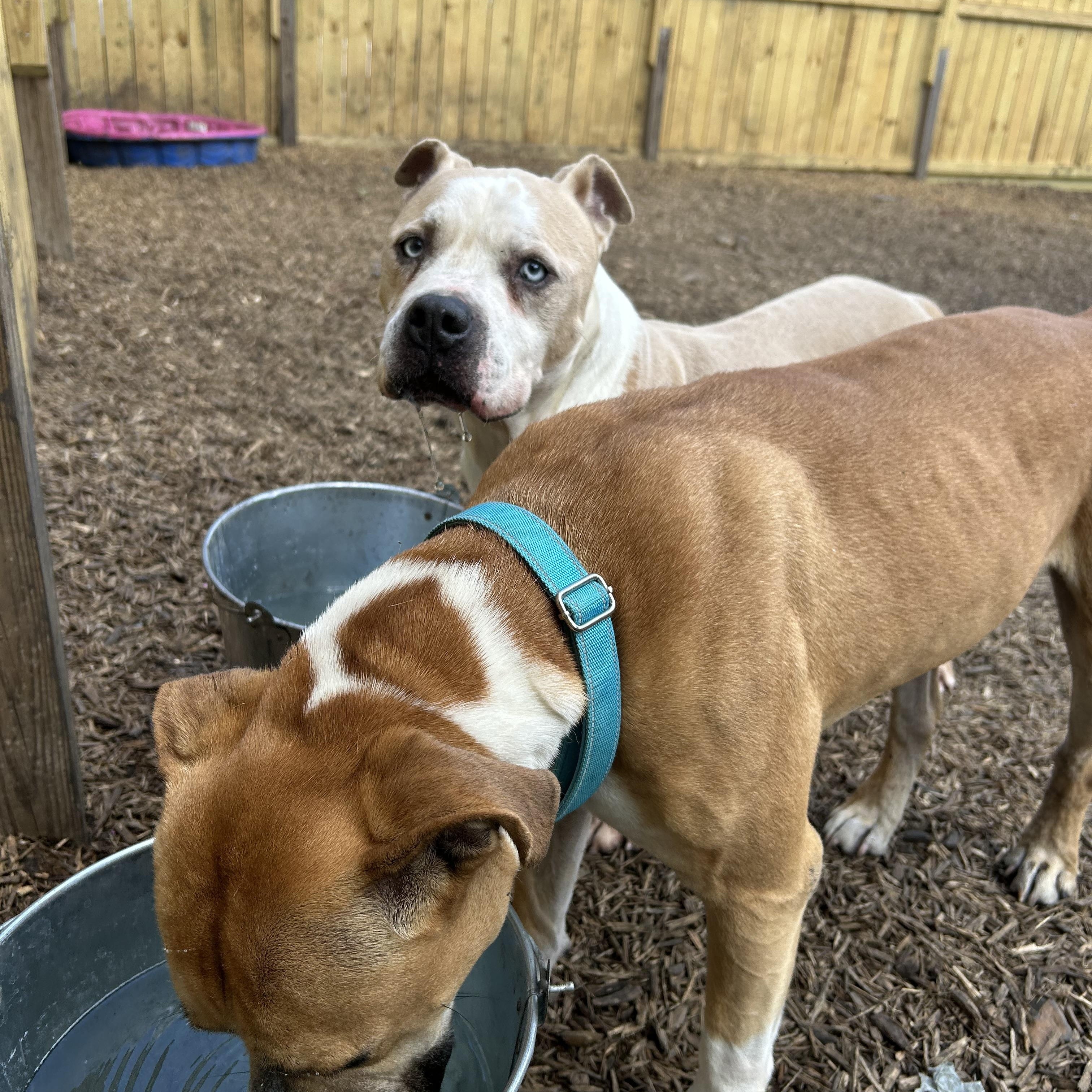 Hobbes, a Adoptable mixed breed in Aurora, CO image 3/5