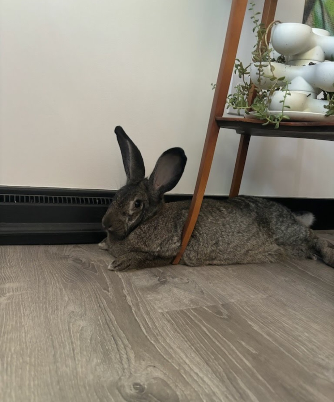 Angelica, Adoptable, Adult Female Flemish Giant & Bunny Rabbit.