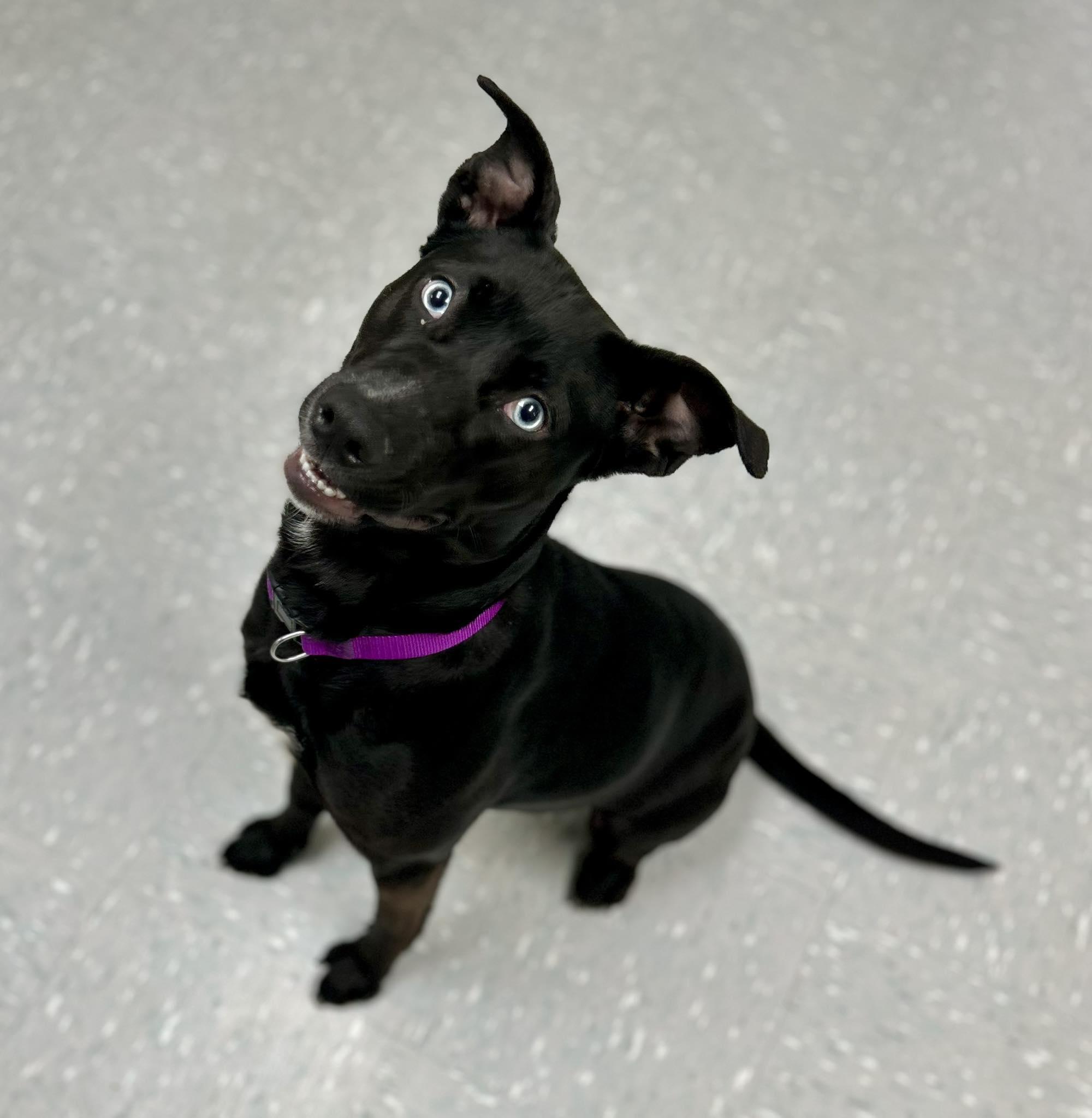 Kimchi, ADOPTABLE, Young Female Black Labrador Retriever & Husky.