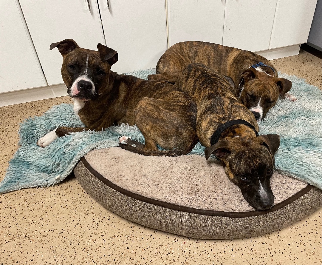 Enlarge Daphne, a Adoptable Mixed Breed in Lake Worth, FL image 9/9