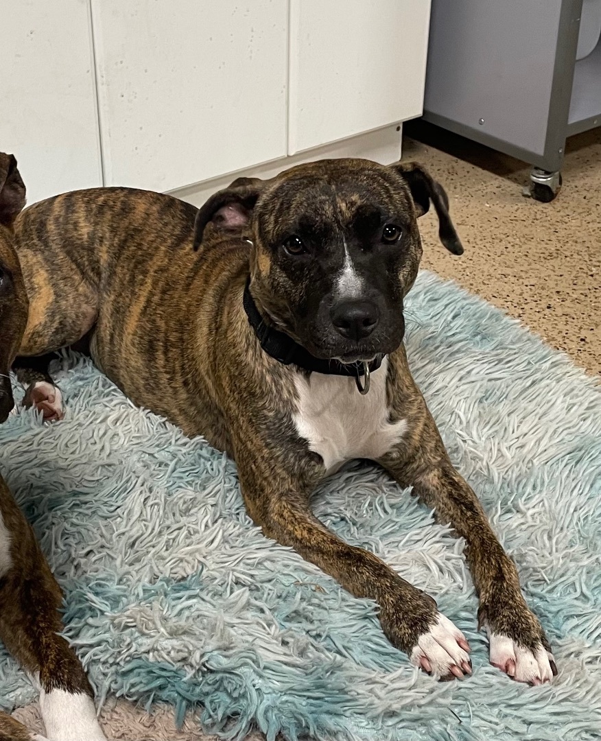 Enlarge Daphne, a Adoptable Mixed Breed in Lake Worth, FL image 6/9