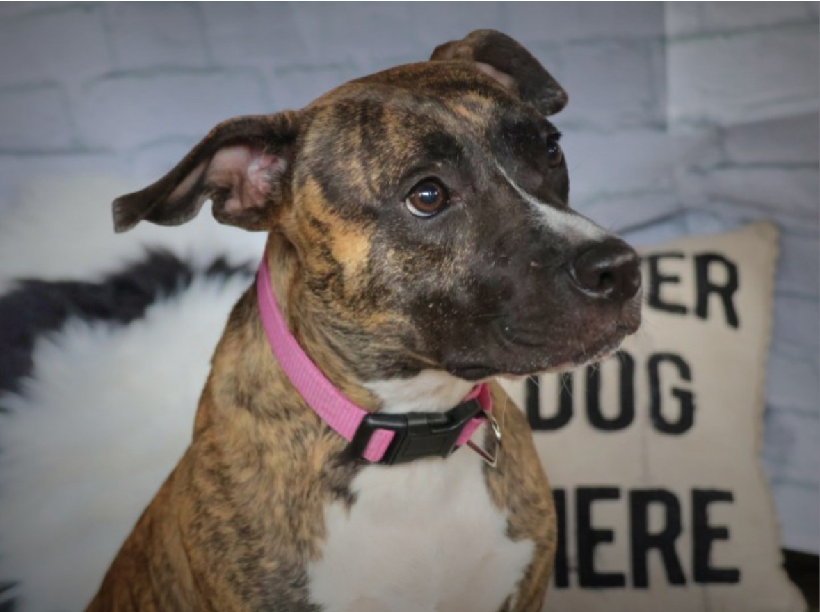Enlarge Daphne, a Adoptable Mixed Breed in Lake Worth, FL image 5/9