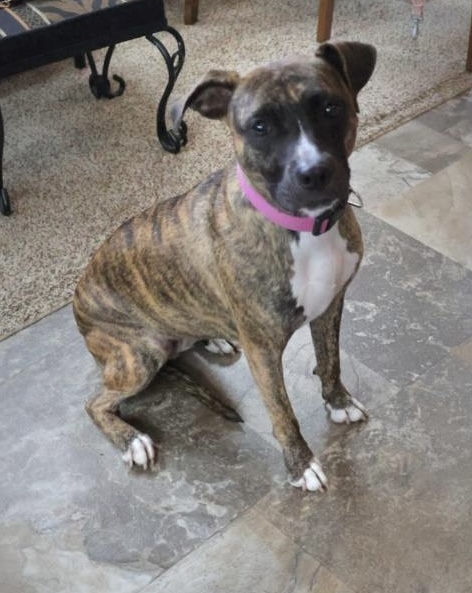 Enlarge Daphne, a Adoptable Mixed Breed in Lake Worth, FL image 1/9