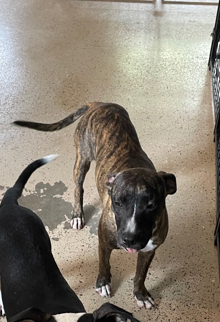 Enlarge Daphne, a Adoptable Mixed Breed in Lake Worth, FL image 8/9