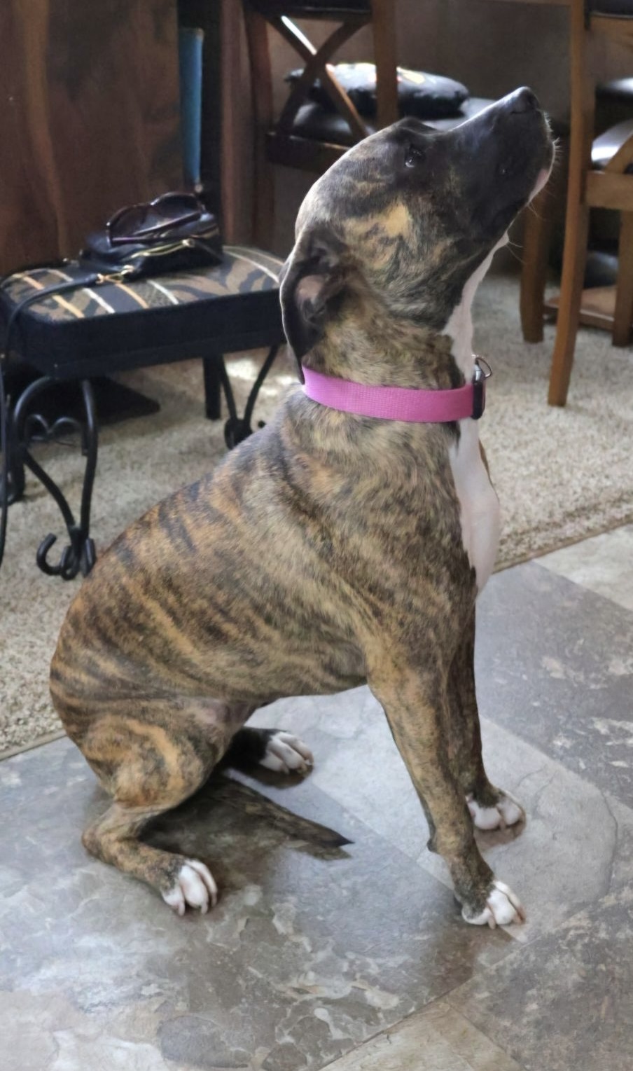 Enlarge Daphne, a Adoptable Mixed Breed in Lake Worth, FL image 7/9