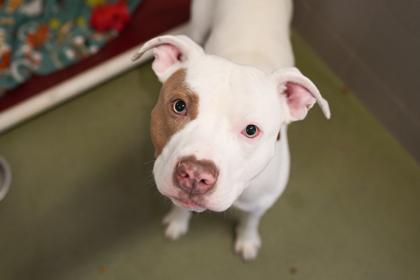 Enlarge Rocket, a Adoptable mixed breed in Woodbury, MN image 1/3