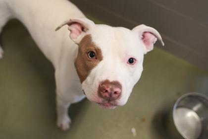 Enlarge Rocket, a Adoptable mixed breed in Woodbury, MN image 2/3