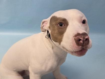 Enlarge Rocket, a Adoptable mixed breed in Woodbury, MN image 3/3