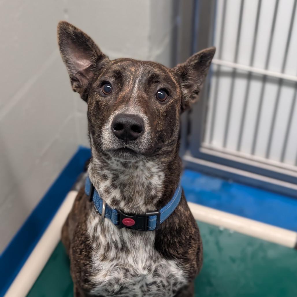 Spike, Adoptable, Adult Male Cattle Dog.