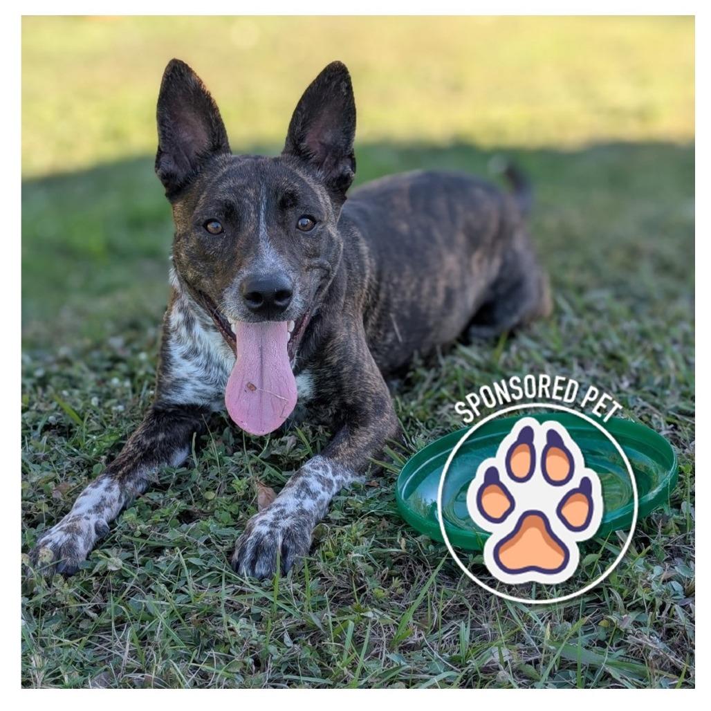 Enlarge Spike, a Adoptable Cattle Dog in Lakeland, FL image 3/6