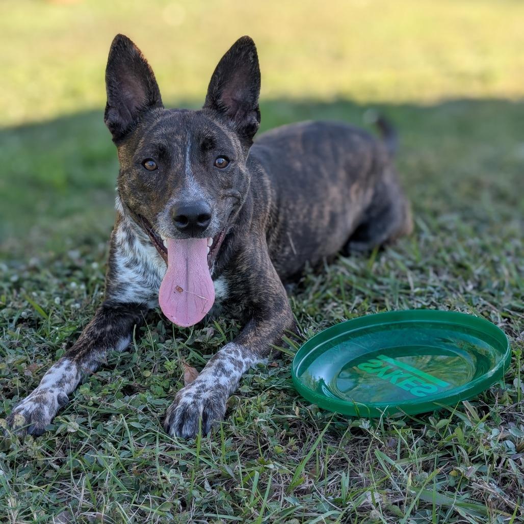 Enlarge Spike, a Adoptable Cattle Dog in Lakeland, FL image 4/6