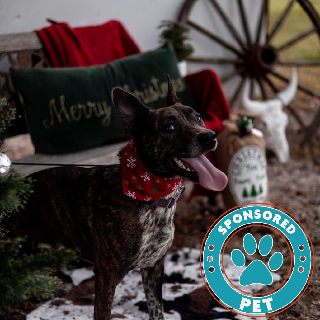 Enlarge Spike, a Adoptable Cattle Dog in Lakeland, FL image 5/6