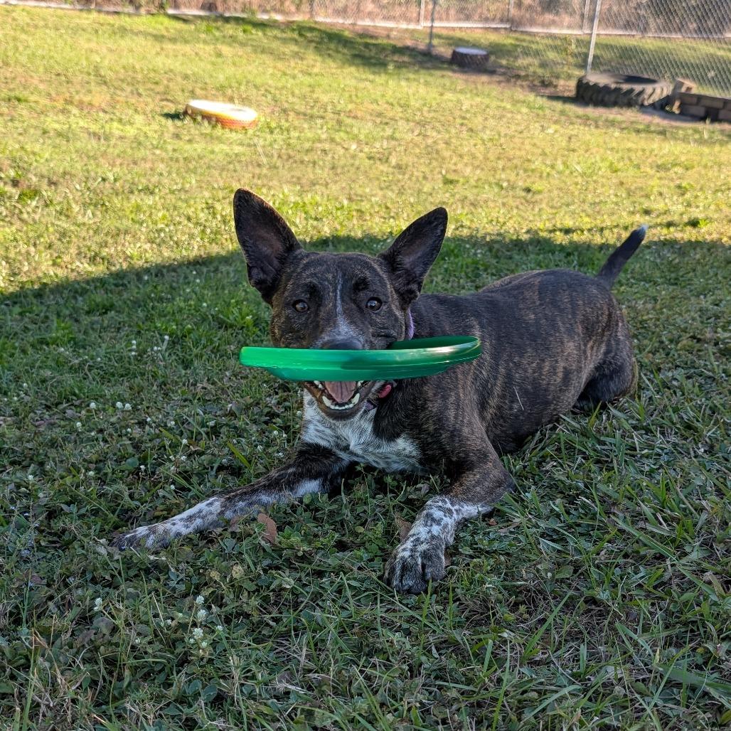Enlarge Spike, a Adoptable Cattle Dog in Lakeland, FL image 6/6