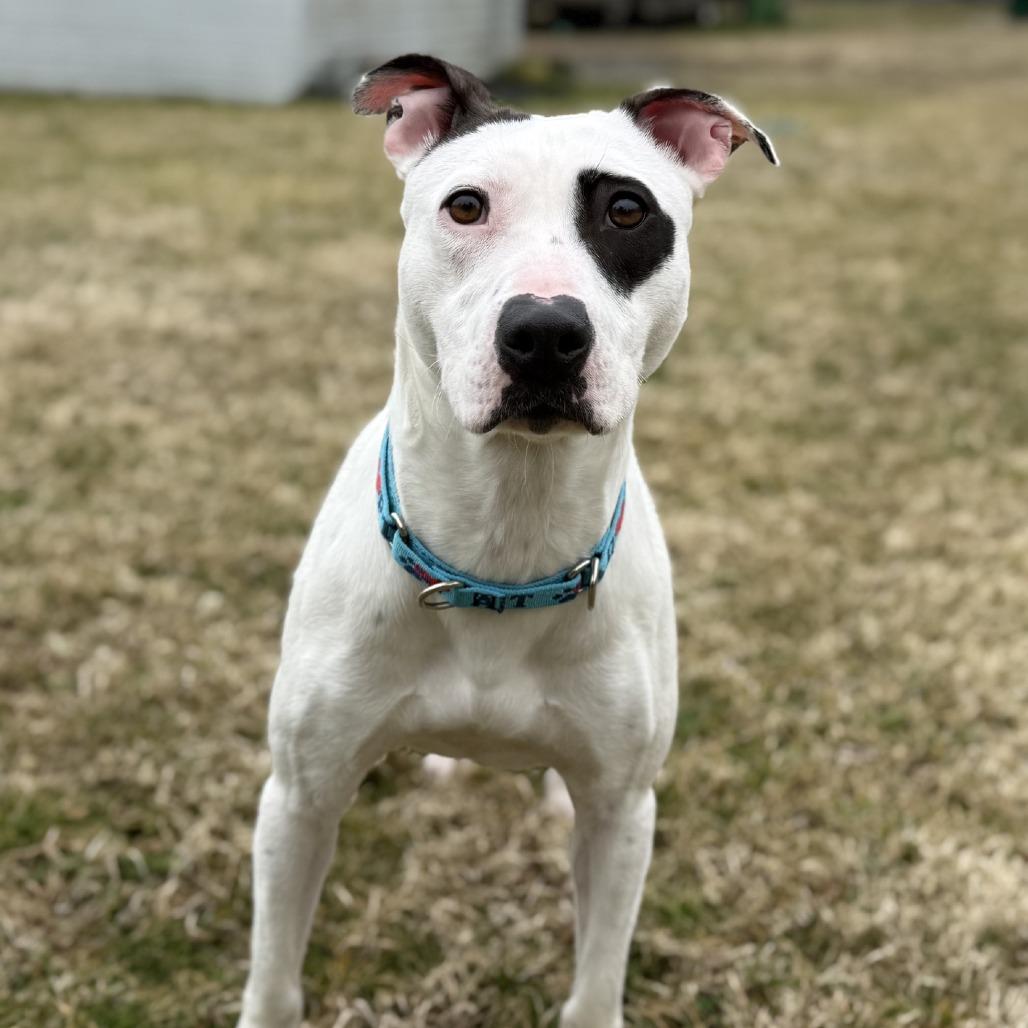 Enlarge Freckles, a Adoptable mixed breed in Ridgely, MD image 1/6