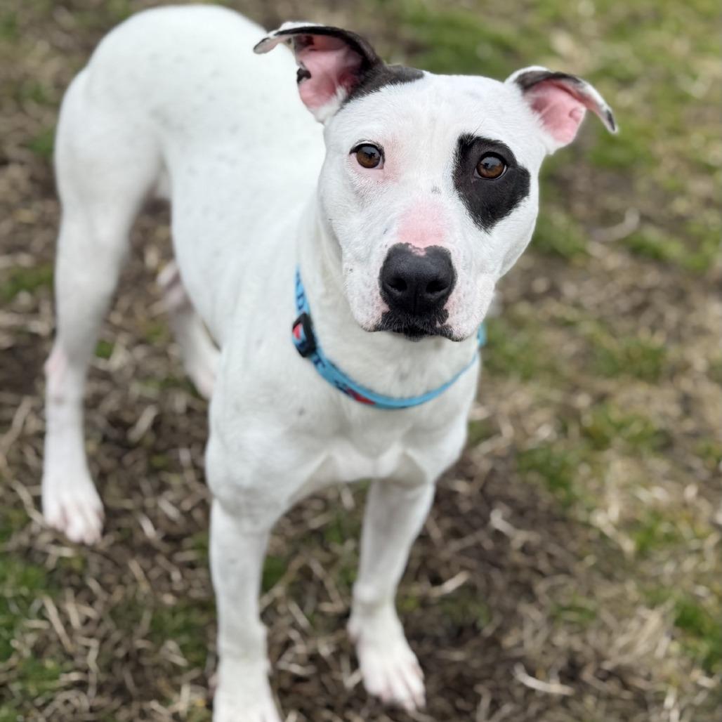 Enlarge Freckles, a Adoptable mixed breed in Ridgely, MD image 2/6
